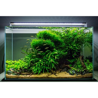 Các loại cát, sỏi trang trí bể cá cảnh, bể thủy sinh, terrarium (cát nắng vàng, cát trắng, sạn suối, sỏi nắng vàng...)