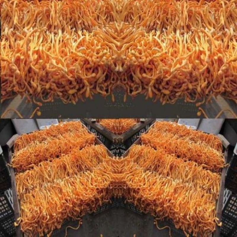 100g nấm đông trùng hạ thảo