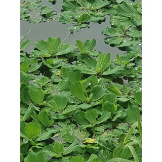 Bèo tai tượng 5 gốc lớn