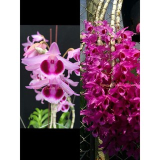 PHI ĐIỆP LAI TRẦM( super nestor và trầm rồng đỏ) hàng giống