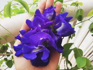 combo 25 Hạt hoa đậu biết