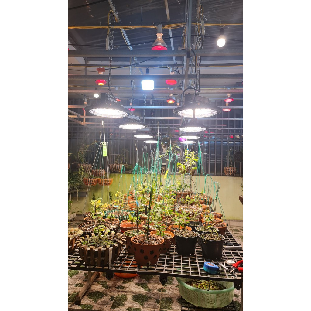 Đèn LED chuyên dụng trồng lan, trồng cây Rạng Đông model LED NCM 120/25W WBU