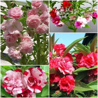 hạt giống hoa bóng nước nhiều màu chuẩn kép💖 SIÊU XINH💖hoa quanh năm.