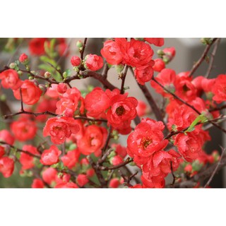 Hạt giống hoa mai trung quốc - tặng gói hạt giống ngẫu nhiên