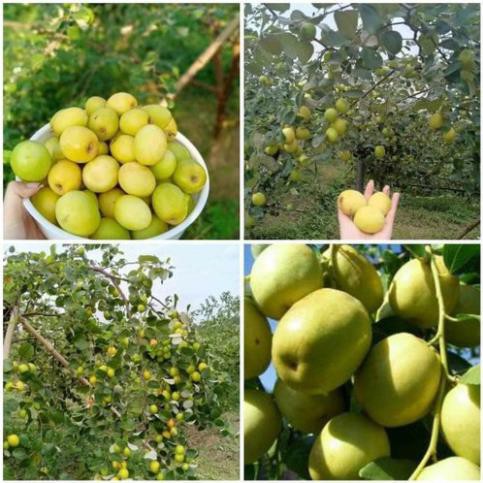 Cây giống Táo Đào Vàng cây giống chuẩn hàng F1 sai quả, năng suất cao + Tặng 01 cây dâu da đất( bòn bon)