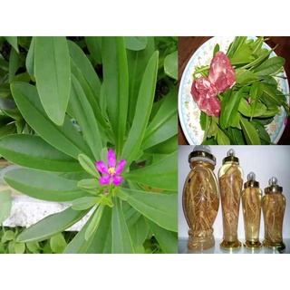 Hạt Giống Sâm Đất ( Thổ Sâm ) - 15 hạt/gói - ( CHHG)