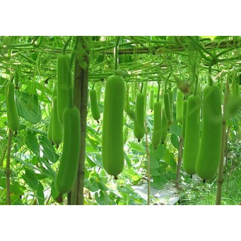 HẠT GIỐNG BẦU LAI F1 2gr