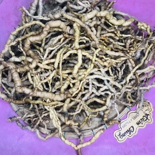 Ba kích tím rừng