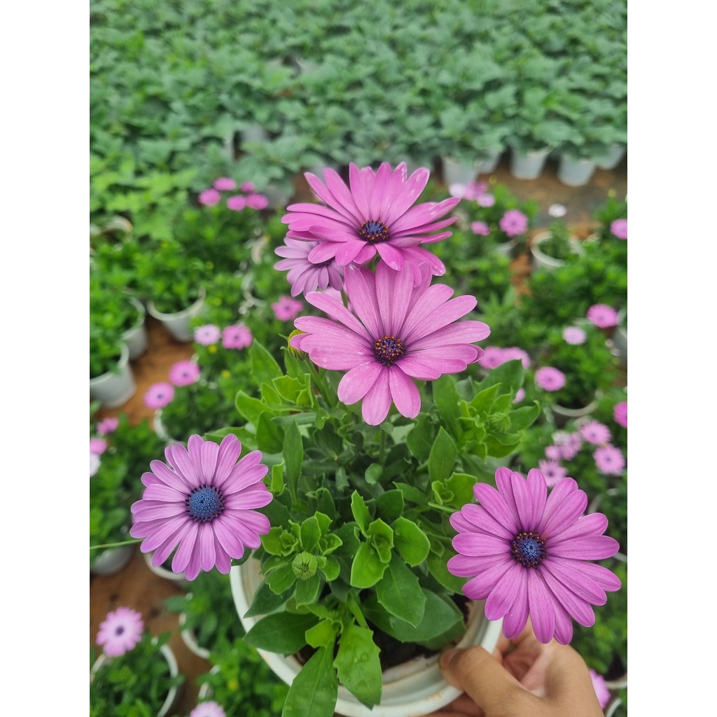 Chậu cúc nam phi,Osteospermum sẵn hoa nhiều màu cho khách chọn-vườn của boss