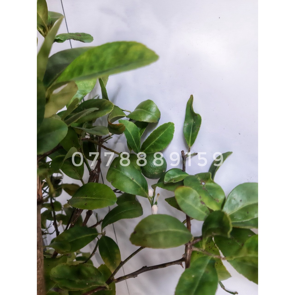 Cây chanh lớn đang trái 60-70cm