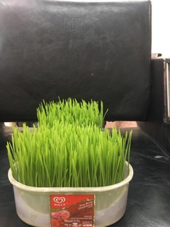 1KG - HẠT GIỐNG CỎ LÚA MÌ( LÚA MẠCH) - CỎ MÈO