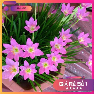 Củ hoa huệ mưa hồng sen