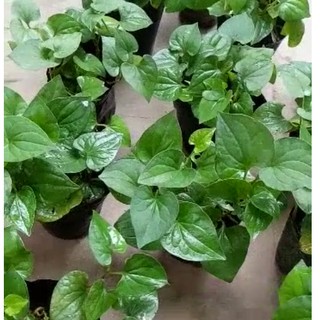 Cây giống rau diếp cá (bầu đất)