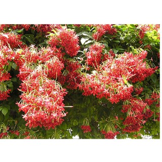 Dây sử quân tử, trang leo cho hoa thơm - Quisqualis indica L-UtNho