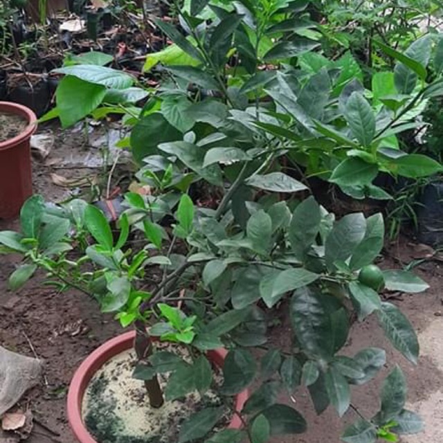 Chanh tứ quý đang trái