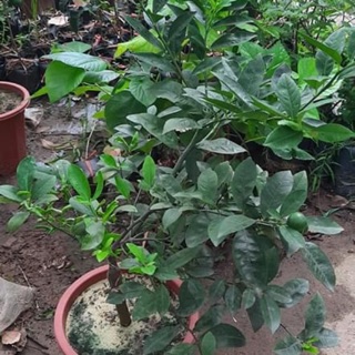 Chanh tứ quý đang trái