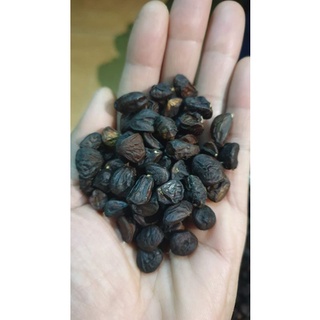 70 hạt dổi nếp cổ thụ