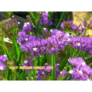 Hạt Giống Hoa Salem Mix - 100 Hạt