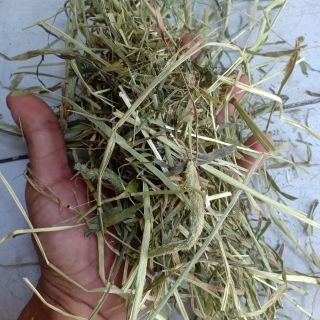 Cỏ khô timothy nhập Canada cho thỏ bọ 500gram!!