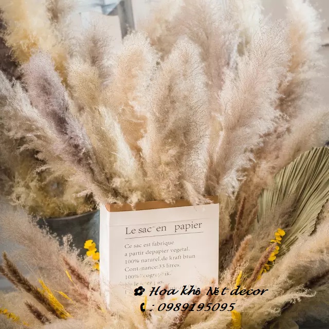 Cành lau xù tự nhiên Cành lau to decor Pampas grass