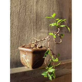 hồng ngọc mai siêu mini