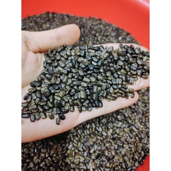 Sỉ hạt giống hoa đậu biếc 1kg