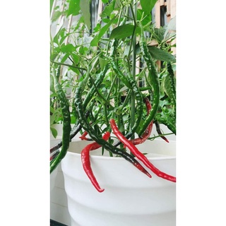 [ Hạt Giống Đài Loan] Ớt Tóc Dài Đài Loan  (Gói zin 15  hạt)