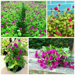 hạt giống hoa cúc bách nhật