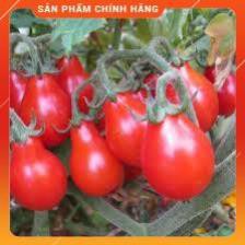 HẠT GIỐNG CÀ CHUA LÊ ĐỎ GÓI 30H