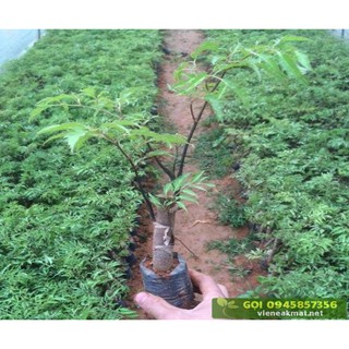 Cây đinh lăng, cây giống gửi đi nguyên bầu