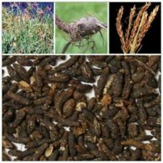 Củ gấu - hương phụ - cỏ cú – Dược liệu sạch phơi sấy tự nhiên