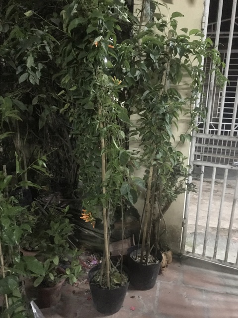 Thiên lí pháo- hoa chùm ớt cây leo 180k