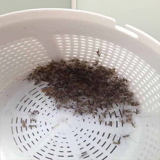 Đèn bắt muỗi SaKuRa-CôngNghệNhậtBản