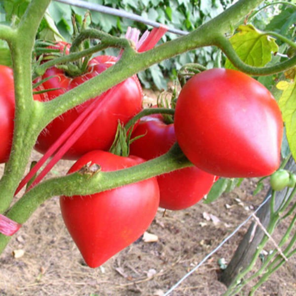 HẠT GIỐNG CÀ CHUA TRÁI TIM ĐỎ - GÓI 0,2 GRAM