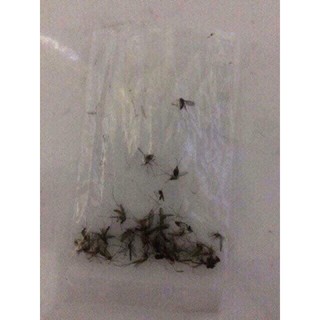 set 10 hộp 300 cây nhan muỗi Thái Lan