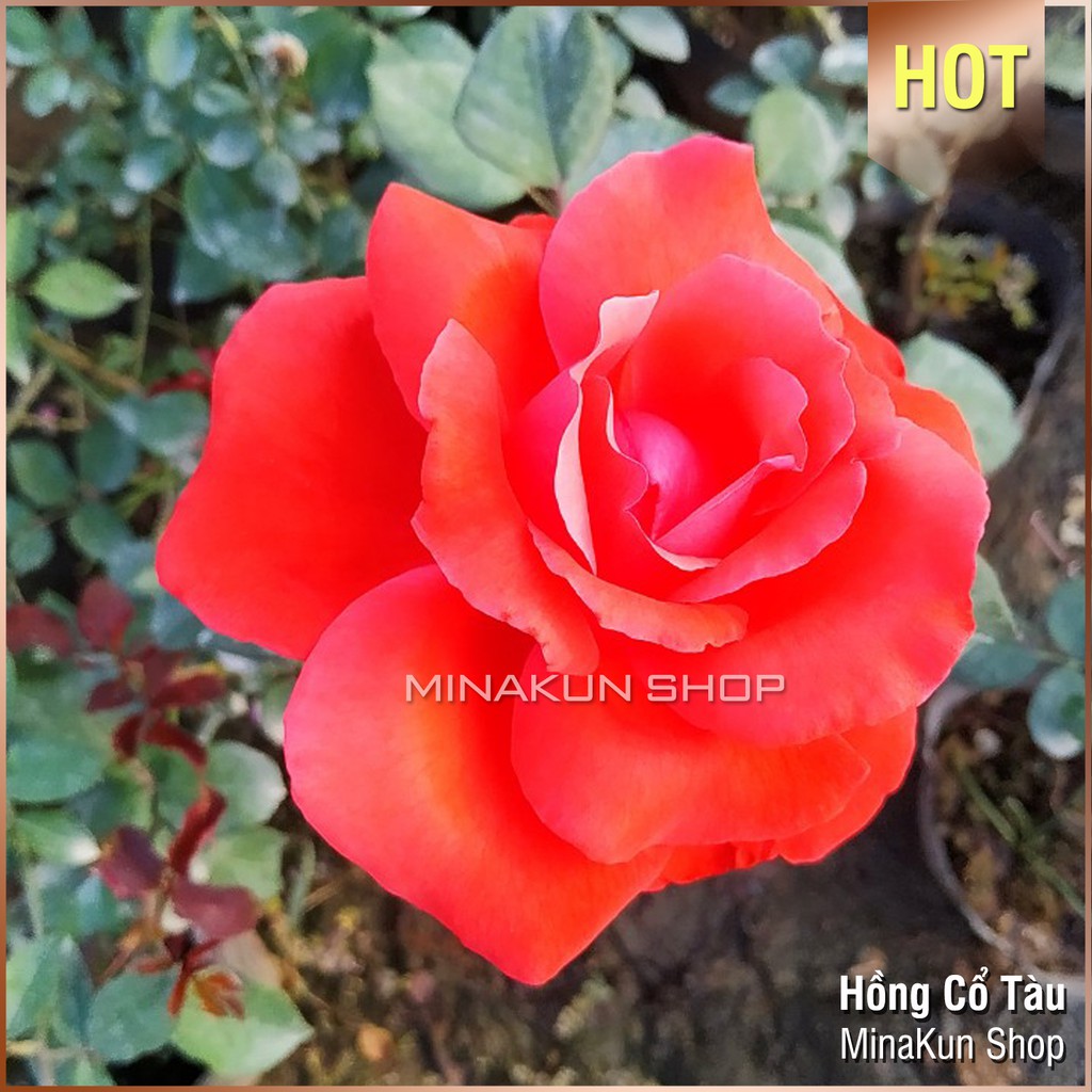 Hoa hồng cổ tàu bông to cực đẹp