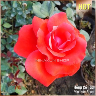 Hoa hồng cổ tàu bông to cực đẹp - MinaKun Shop