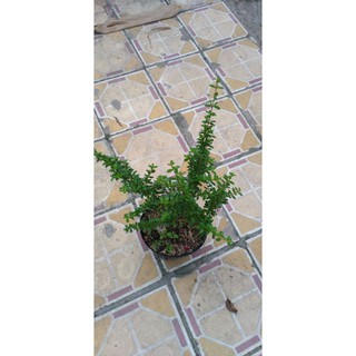 Cây hàm hương (cây giống)