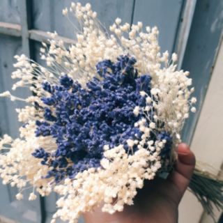 Hoa khô lavender