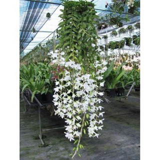 Hoa phong lan - hawai trắng xưa