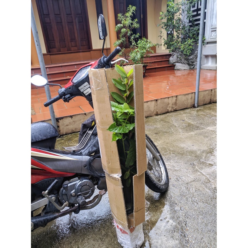 Cây giống bơ lùn thanh sơn