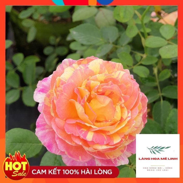 Hoa hồng ngoại Claude Monet [GIỐNG HOA TUYỆT ĐẸP] với vẻ đẹp độc đáo,kiêu sa,mùi thơm nhẹ nhàng