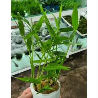 Cây thủy sinh cỏ lá tre, tre nước, trúc nước