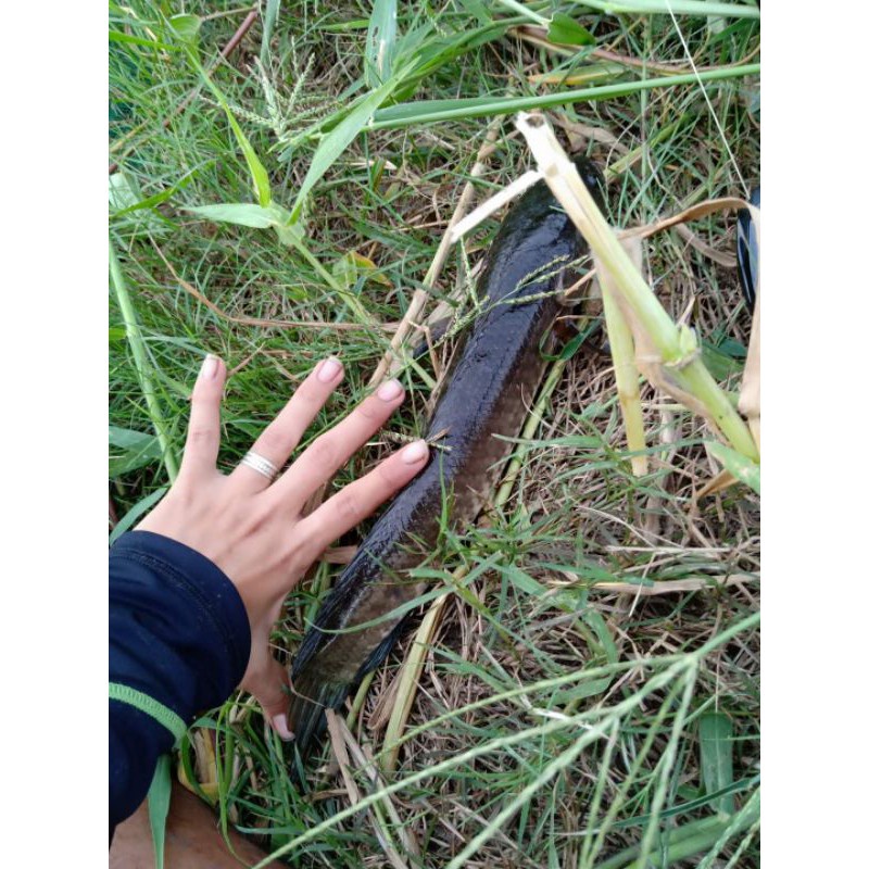 Mồi giả câu cá lóc nhậy Frogtoon v1. Nhái hơi Frog Toon V1