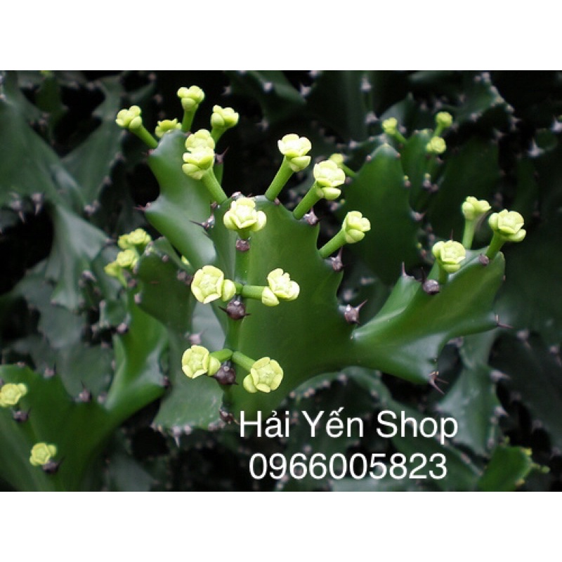 1kg Cây Xương Rồng 3 Cạnh Tươi_Cành Giống