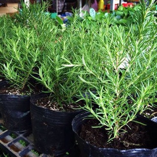 Hạt giống Cây Hương thảo