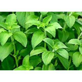 Cỏ ngọt khô 100g