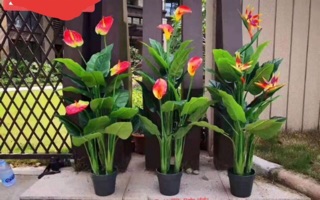 Cây thiên điểu giả cảnh