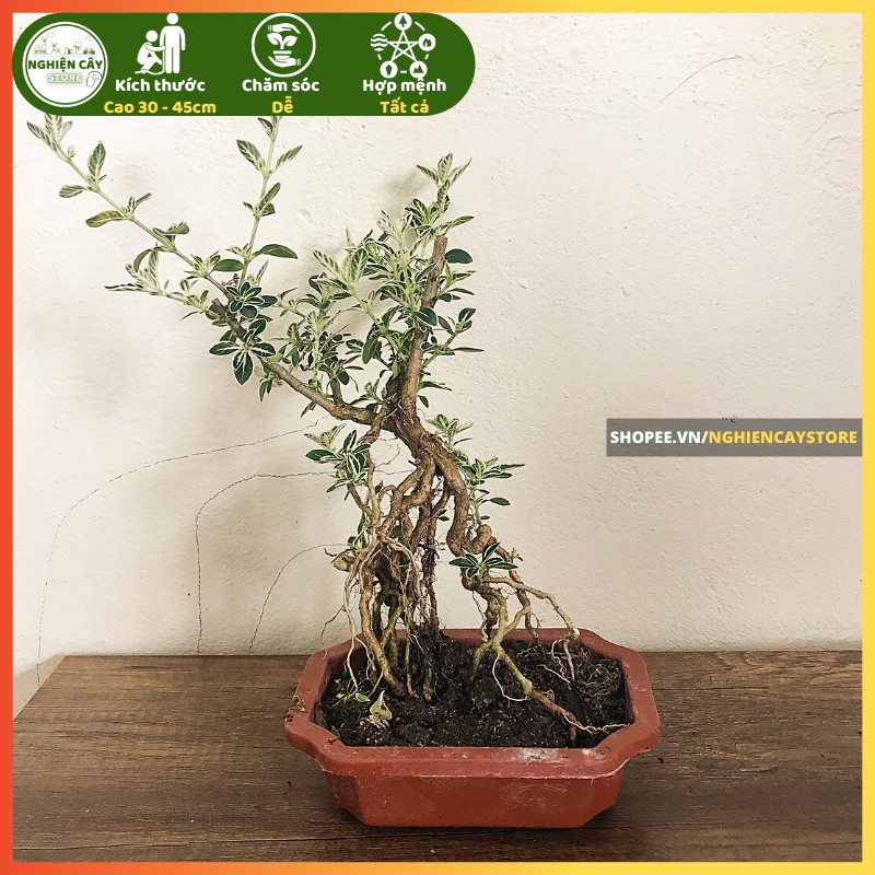 Cây bạch tuyết mai bonsai để bàn thanh lọc không khí, trang trí tiểu cảnh