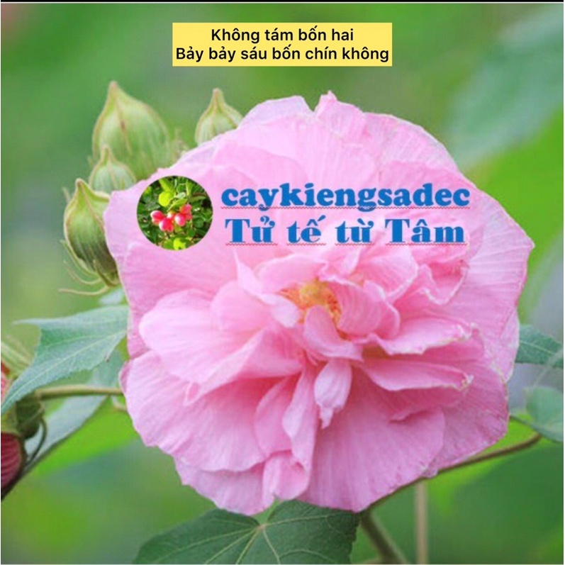 Caykiengsadec Cây giống hoa Phù dung + tặng phân bón-trang trí nội thất cảnh quan sân vườn ngoài trời - hoa kiểng lá